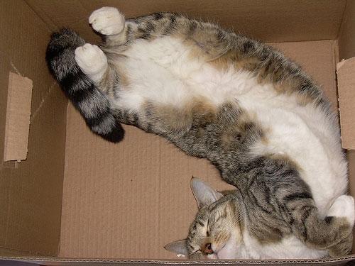 gatos durmiendo en cajas
