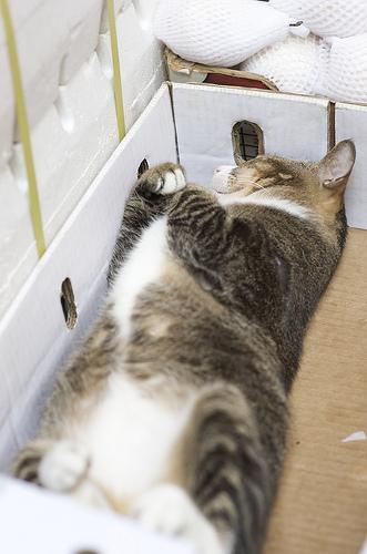 gatos durmiendo en cajas