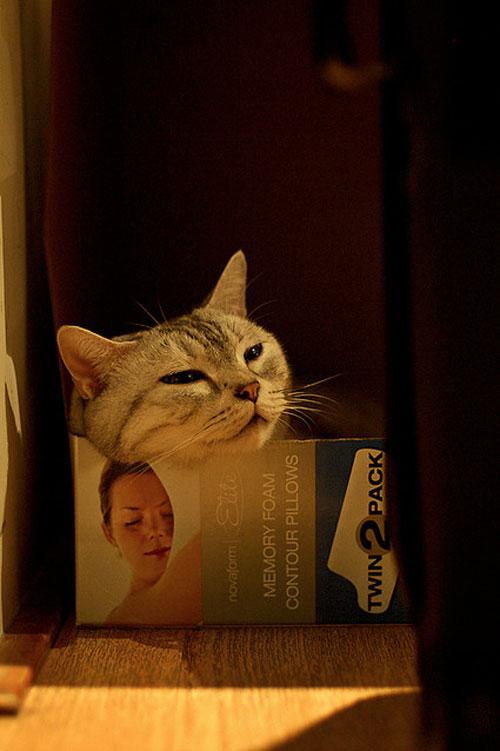 gatos durmiendo en cajas