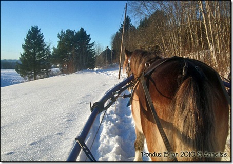 2010-15jan-pondus_02