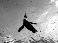 PenguinZooHannoverAug2010 2.jpg PenguinZooHannoverAug2010 2.jpg