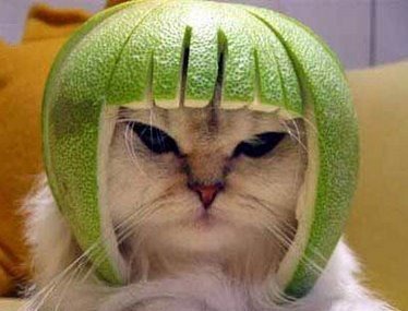 [cat-watermelon-helmet-img129d[2].jpg]