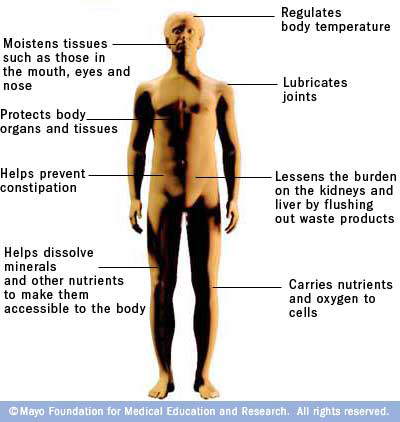 Importance of water in our body (read carefully)