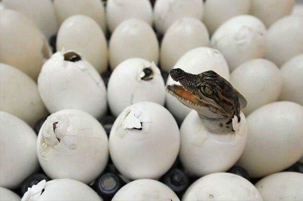 Ever Seen Baby Crocodiles ?