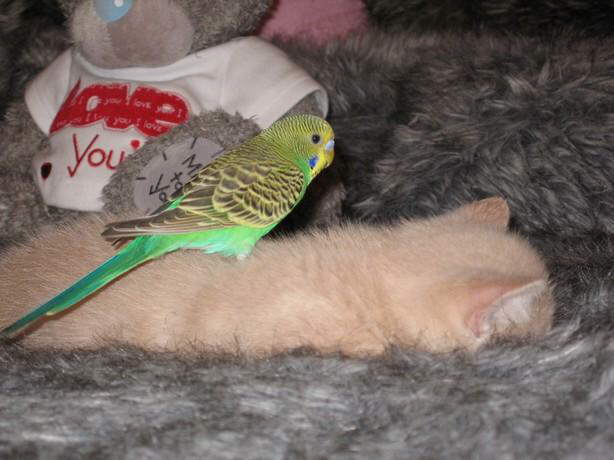 Parrot & Cat