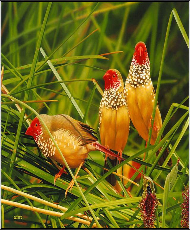 Wonderful Animals'/Birds' Shots