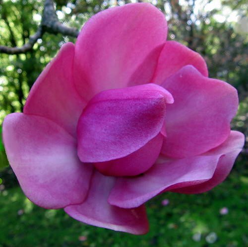Image Dimension: 500x497 Magnolia Flower - Nature at its best