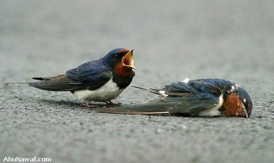 Love of Bird Swallow Love of Bird Swallow