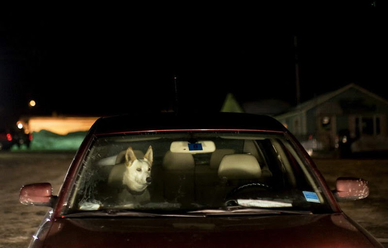 Dog sled photos from several races (Yukon Quest Race, Cam-Am Crown Race) in the Northern Hemisphere (Alaska)