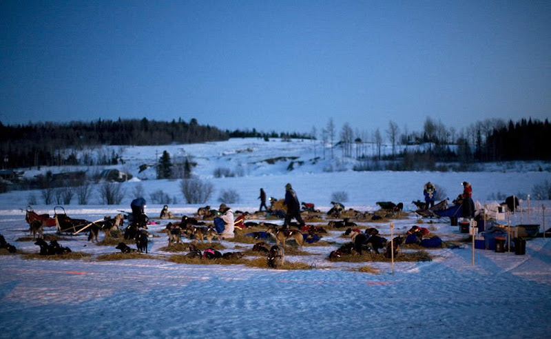 Dog sled photos from several races (Yukon Quest Race, Cam-Am Crown Race) in the Northern Hemisphere (Alaska)