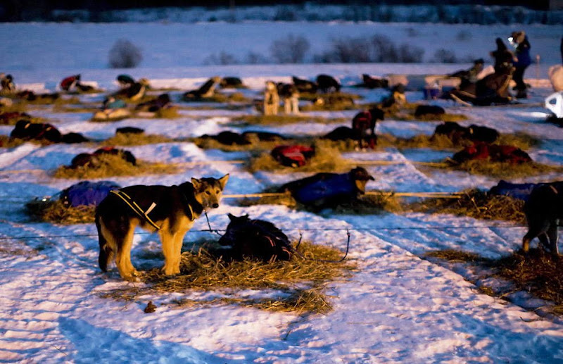 Dog sled photos from several races (Yukon Quest Race, Cam-Am Crown Race) in the Northern Hemisphere (Alaska)