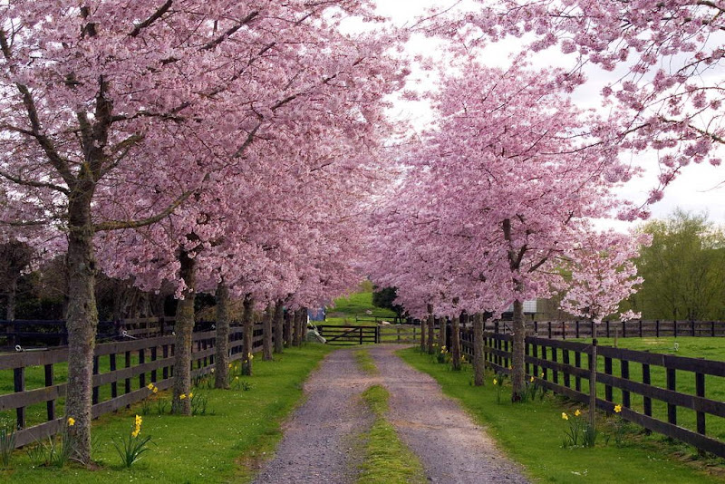 Glorious Spring ....