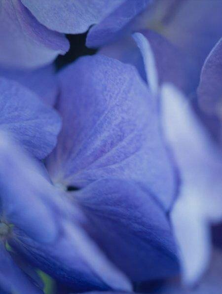 Flowers: Extreme Closeup Photos (feel the beauty)