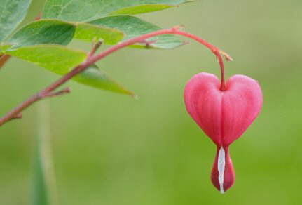 Lovely Hearts [Photo Collection]
