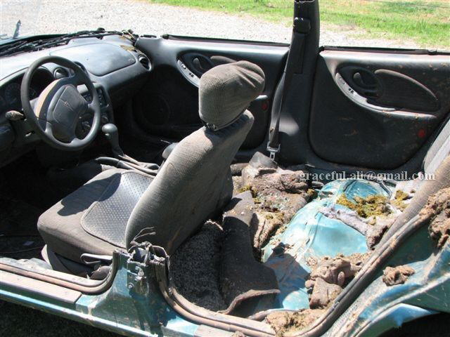 Amazing Travel: Ox Car