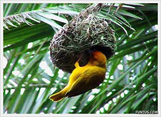 Beautiful Birds' Nests