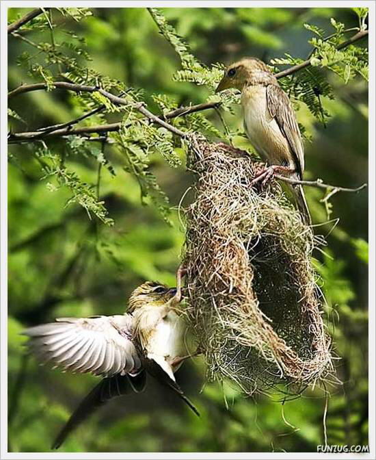 Beautiful Birds' Nests