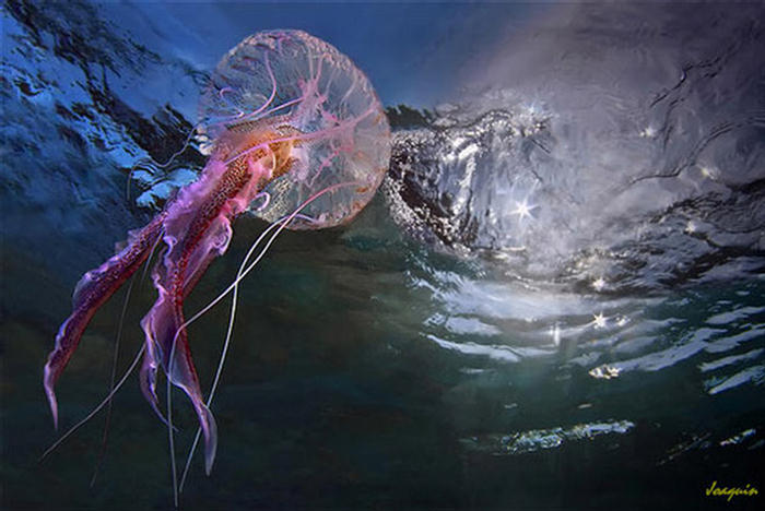 Amazing Photographs from the Animal Kingdom
