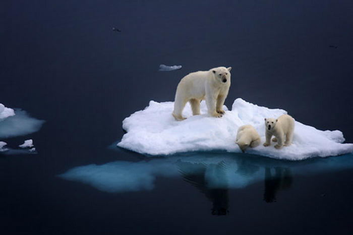 Amazing Photographs from the Animal Kingdom