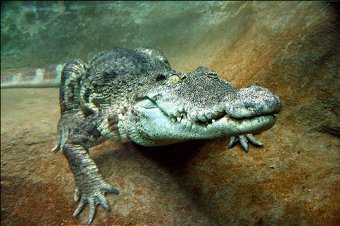 Amazing Photographs from the Animal Kingdom