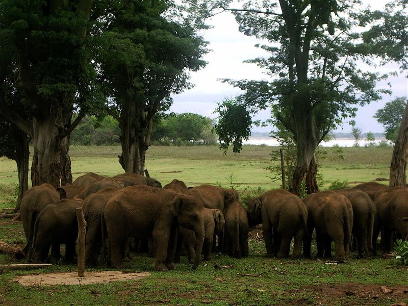 Image Dimension: 800x600 :: Beauty of Srilanka - Paradise on Earth Beauty of Srilanka - Paradise on Earth