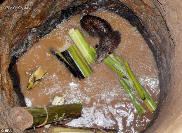 leopord out of a well