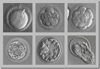 Early_human_embryos