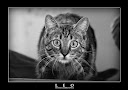 Leo� 2008