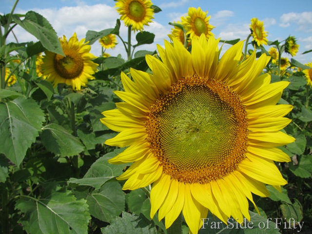 [Sunflowers two[7].jpg]