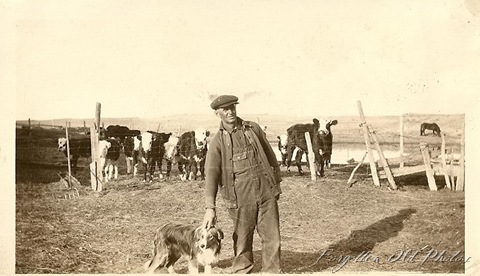 Cattle and Man and Dog