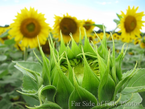 Birth of a Sunflower