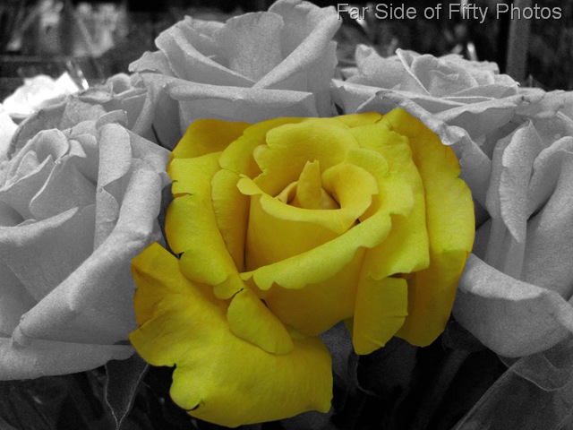 [yellow rose[8].jpg]