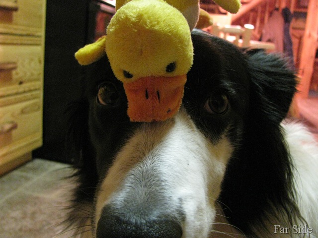 [Chance and the duck closeup[7].jpg]
