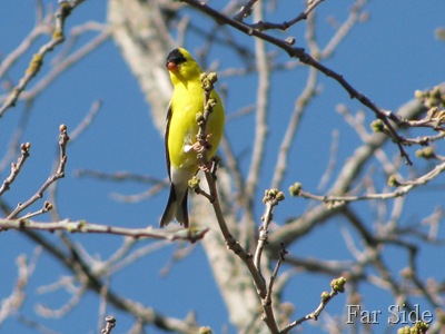 Goldfinch