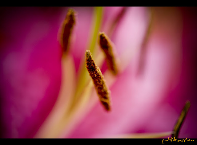 publikaccion - lilium