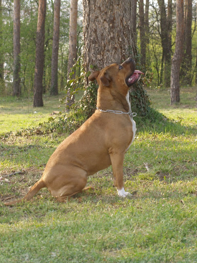 Качена снимка