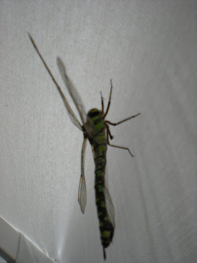 http://lh5.ggpht.com/_6Kl_mAt7IYk/TGPcoD_xrRI/AAAAAAAACzY/I8ElUn-RabY/s512/DSCN2197.JPG