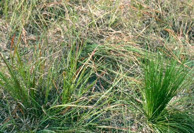 [LongleafGrassStageSeedling15.jpg]