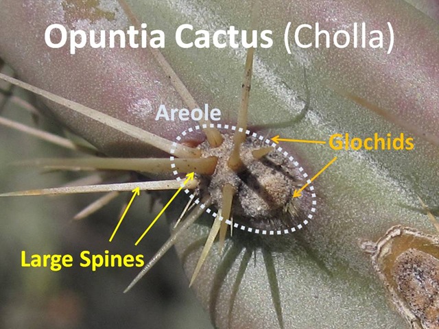[Opuntia Spines[4].jpg]