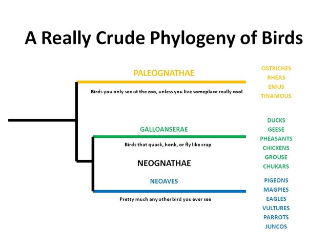 [BirdPhylog4.jpg]