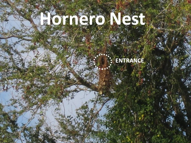 [Oven nest[4].jpg]