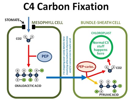 c4 photosynthesis c3 carbon photosynthetic fixation diagram bundle sheath cells fixed mechanisms assignment rubisco 2010 chloroplast evaluation