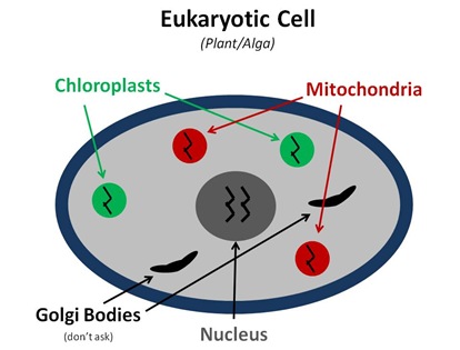 eukaryotic animal cell. All plant, animal and fungus