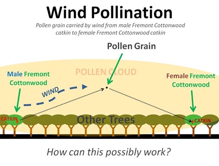 wind pollination
