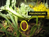 Pseudoscape1