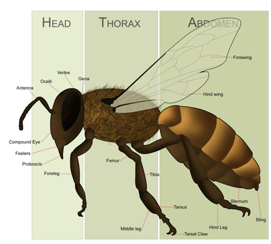 [666pxHoneyBeeAnatomy5.png]