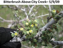 BBush CCreek