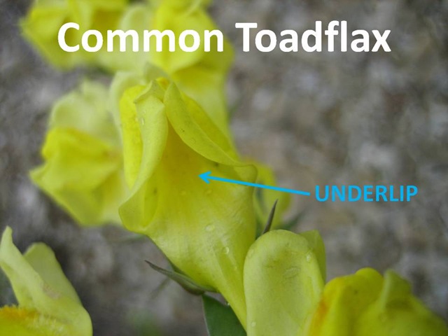 [ToadflaxUnderlip4.jpg]