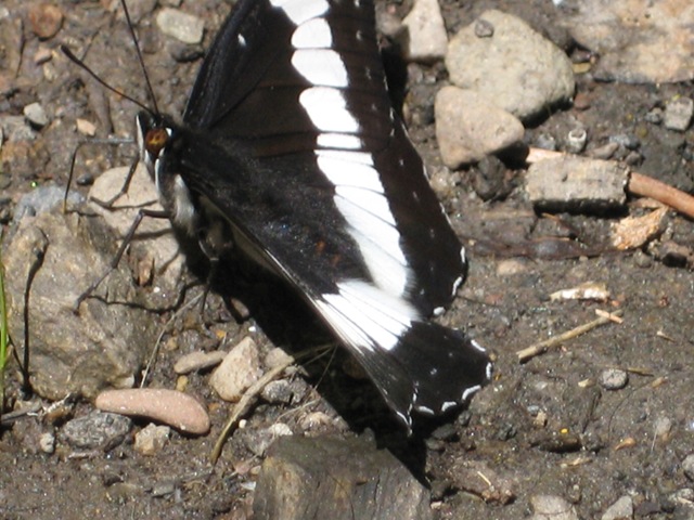 [IMG_09215.jpg]