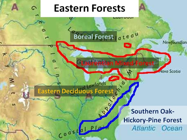 [EasternForestMap4.jpg]